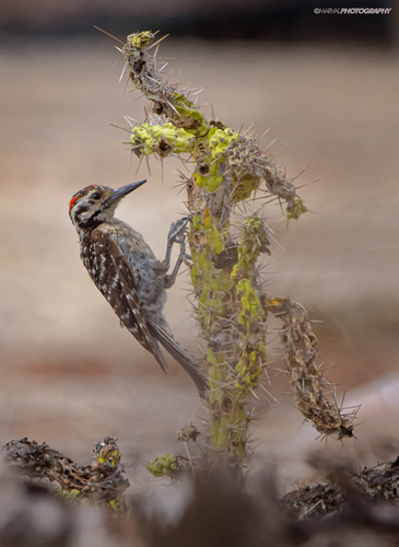 Ladder-backed Woodpecker