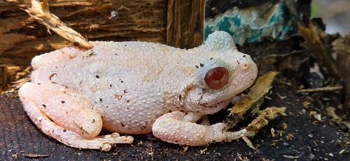 Cope's Gray Tree Frog