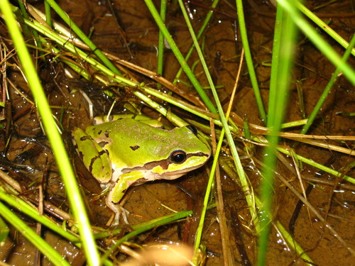 Mountain Tree Frog