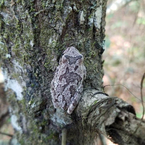Pine Woods Tree Frog