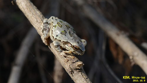 Japanese Tree Frog