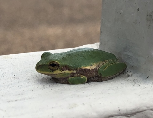 Squirrel Tree Frog