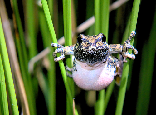 Gray Treefrog