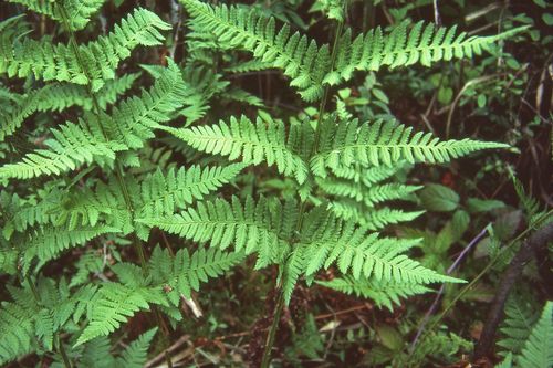 Spinulose wood fern