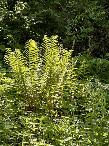 Male fern