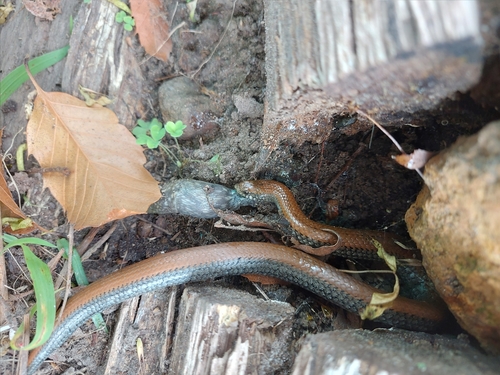 Common Slug-eater