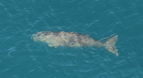Dugong