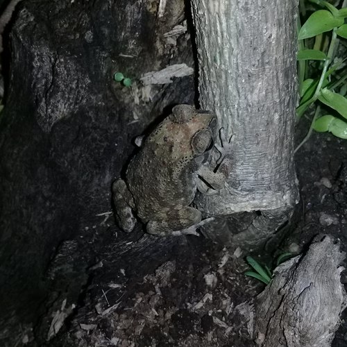 Asian Common Toad