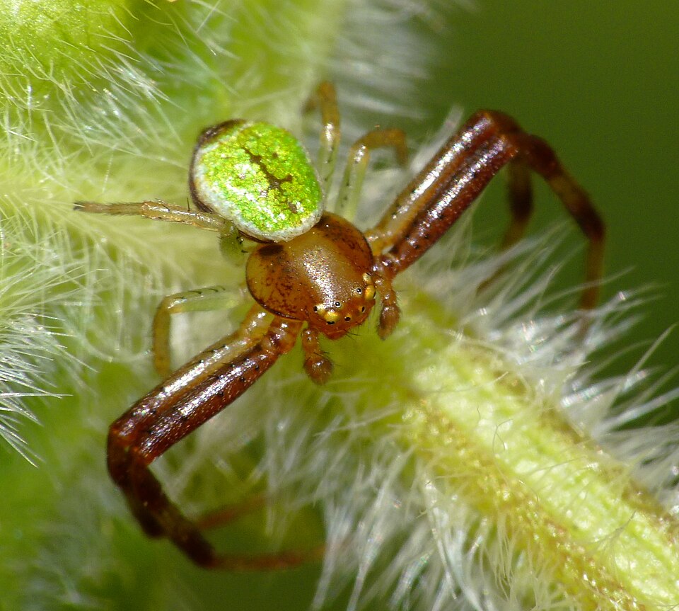 Triangle Crab Spider