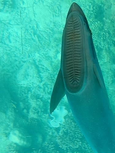 Sharksucker