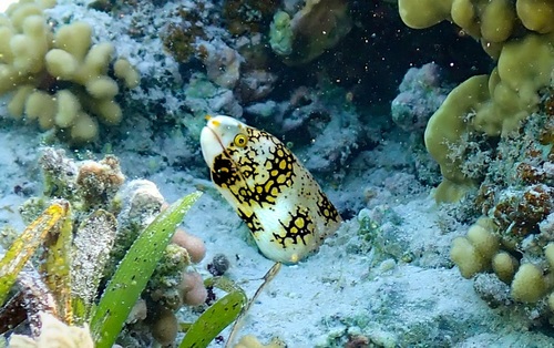 Snowflake Moray