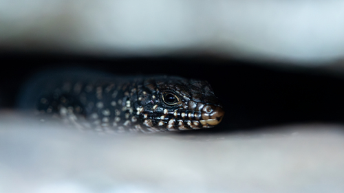 Cunningham's Skink