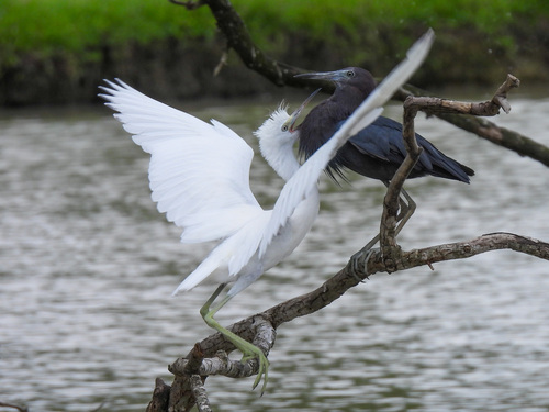 Little Blue Heron