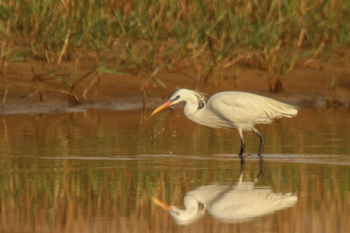 Chinese Egret