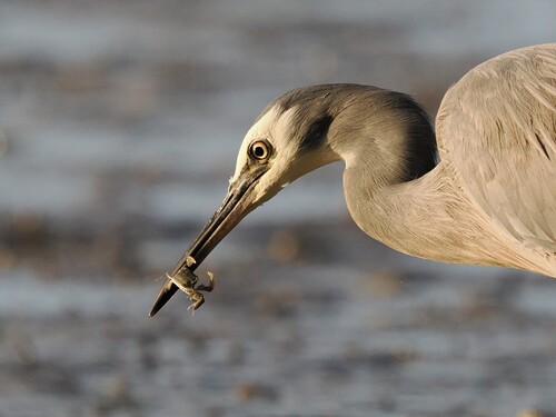White-faced Heron