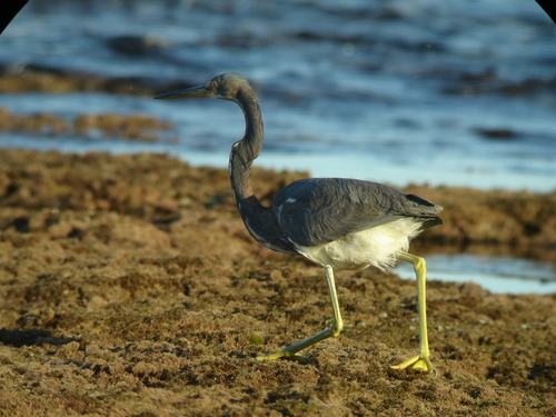 Tricolored Heron