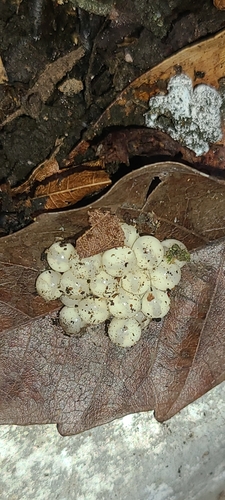 Common Coqui