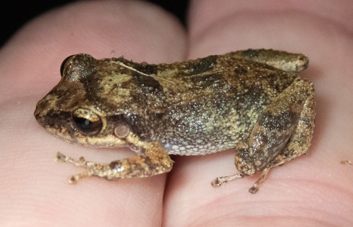 Lesser Antillean whistling frog
