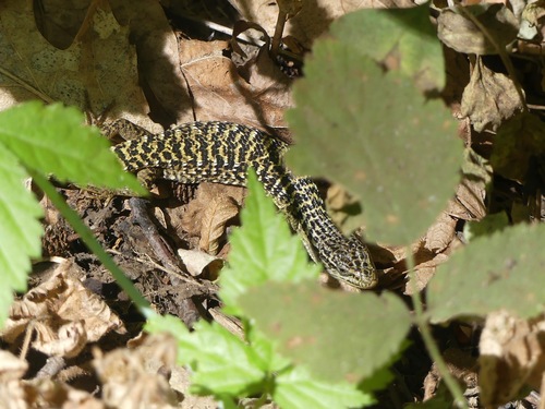 Northern Alligator Lizard