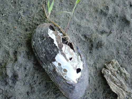 Eastern Elliptio