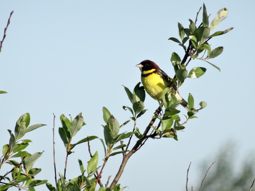 Yellow-breasted Bunting