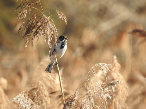 Reed Bunting