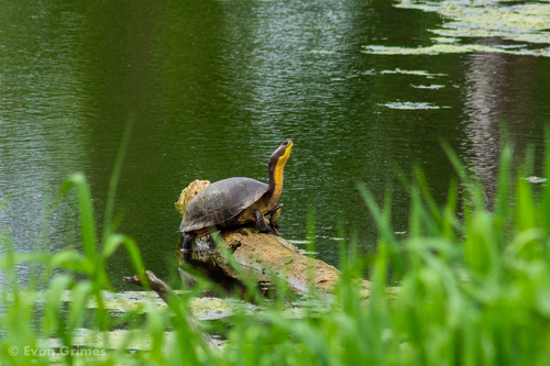 Blanding's Turtle