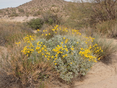 Brittlebush