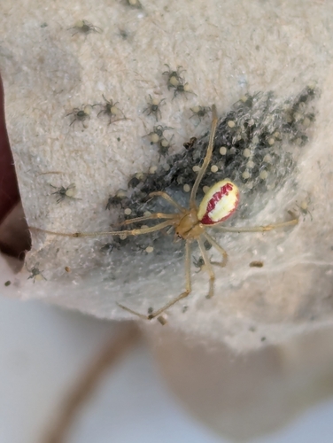 Common candy-striped spider