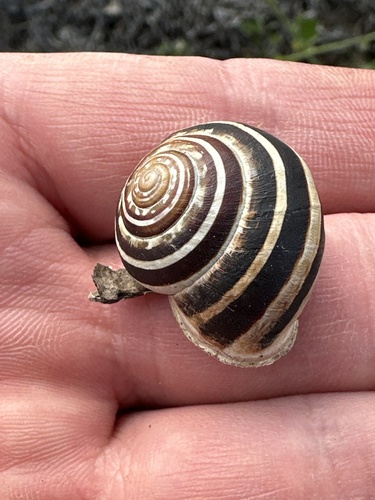 Chocolate-band Snail
