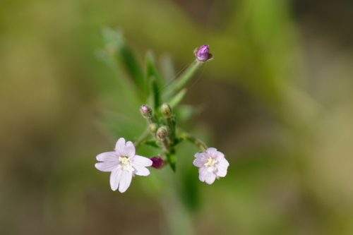Fringed willowherb