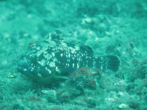 Dusky Grouper