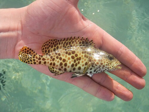 Honeycomb Grouper