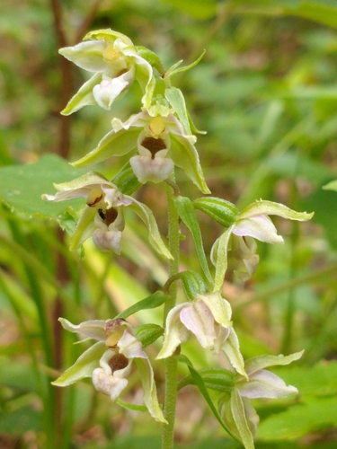 Broad-leaved helleborine