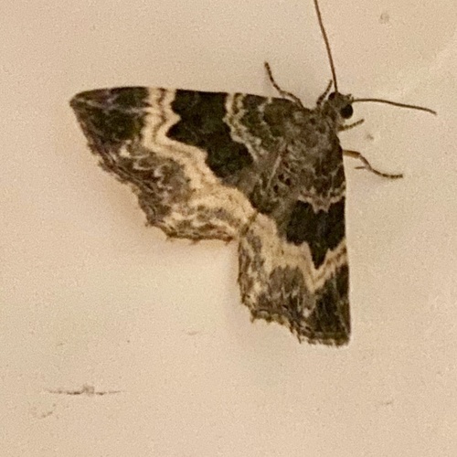 Common Carpet Moth