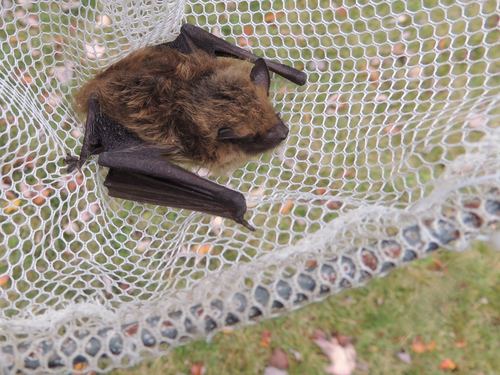 Big Brown Bat