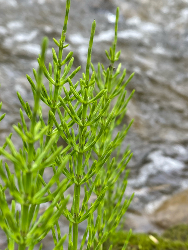 Field horsetail