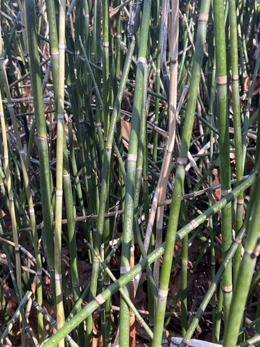 Rough horsetail
