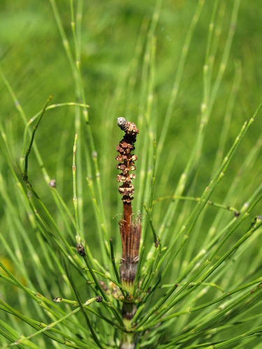 Great horsetail