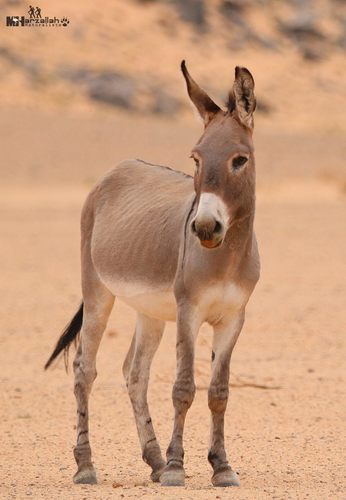 Donkey