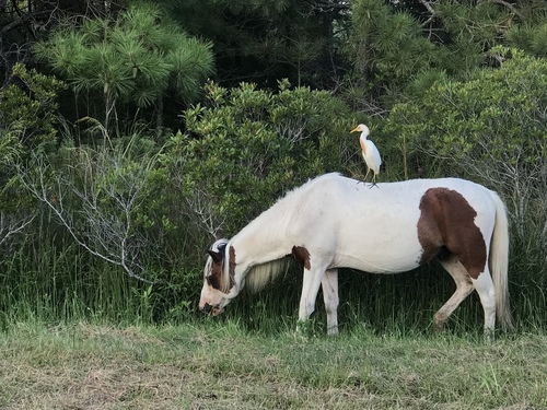 Domestic Horse