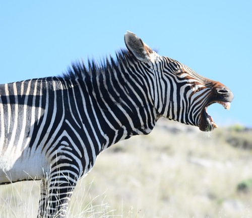Mountain Zebra