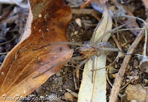 Hobo Spider