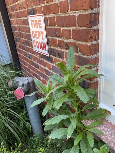 American burnweed