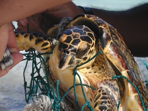Hawksbill Sea Turtle