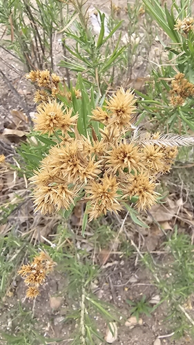 Rubber Rabbitbrush
