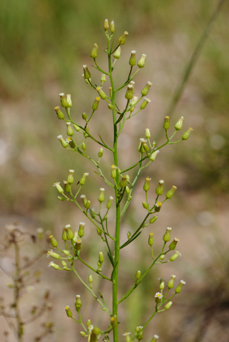 Horseweed