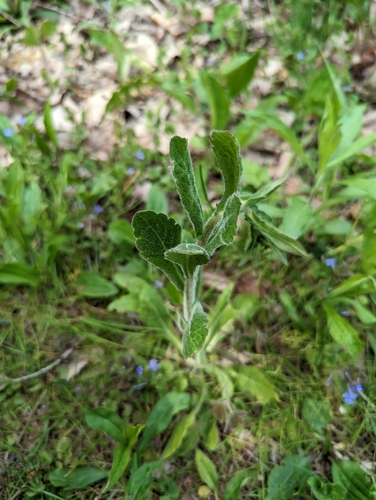 Philadelphia fleabane