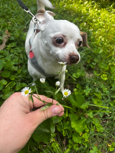 Daisy fleabane