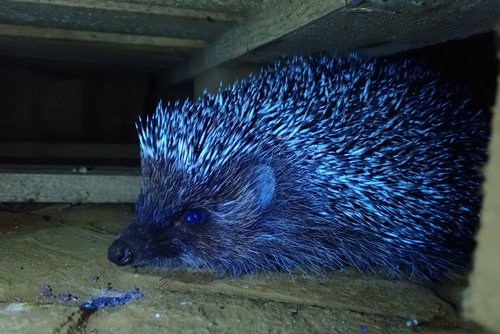 Northern White-breasted Hedgehog
